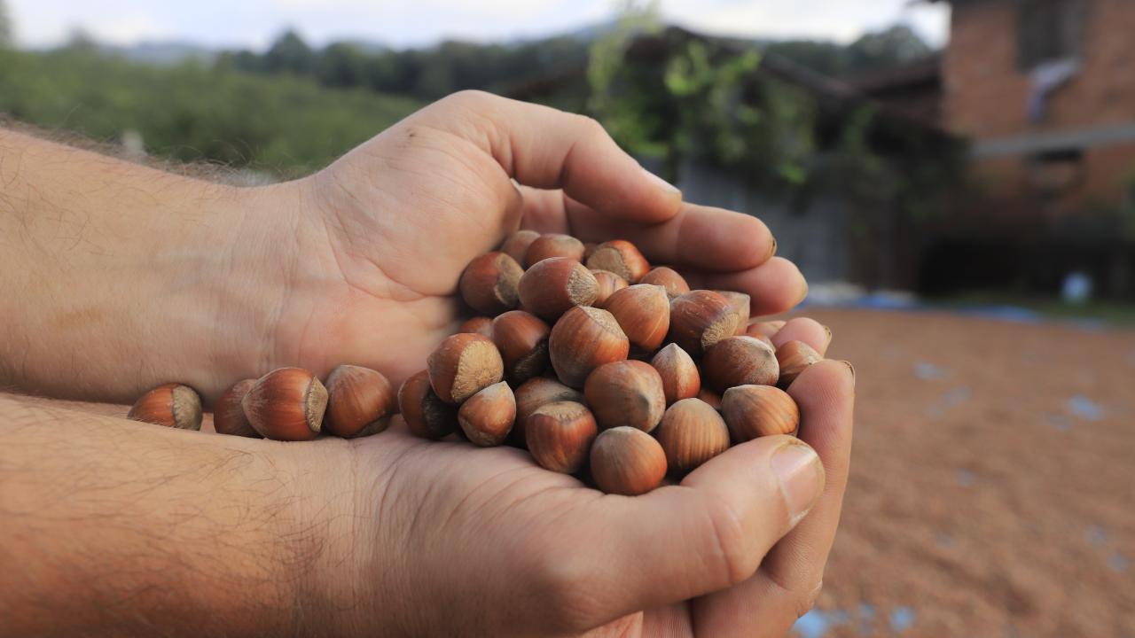 Tarla sahiplerinin en merak ettiği sorunun yanıtı! Güncel fındık fiyatı