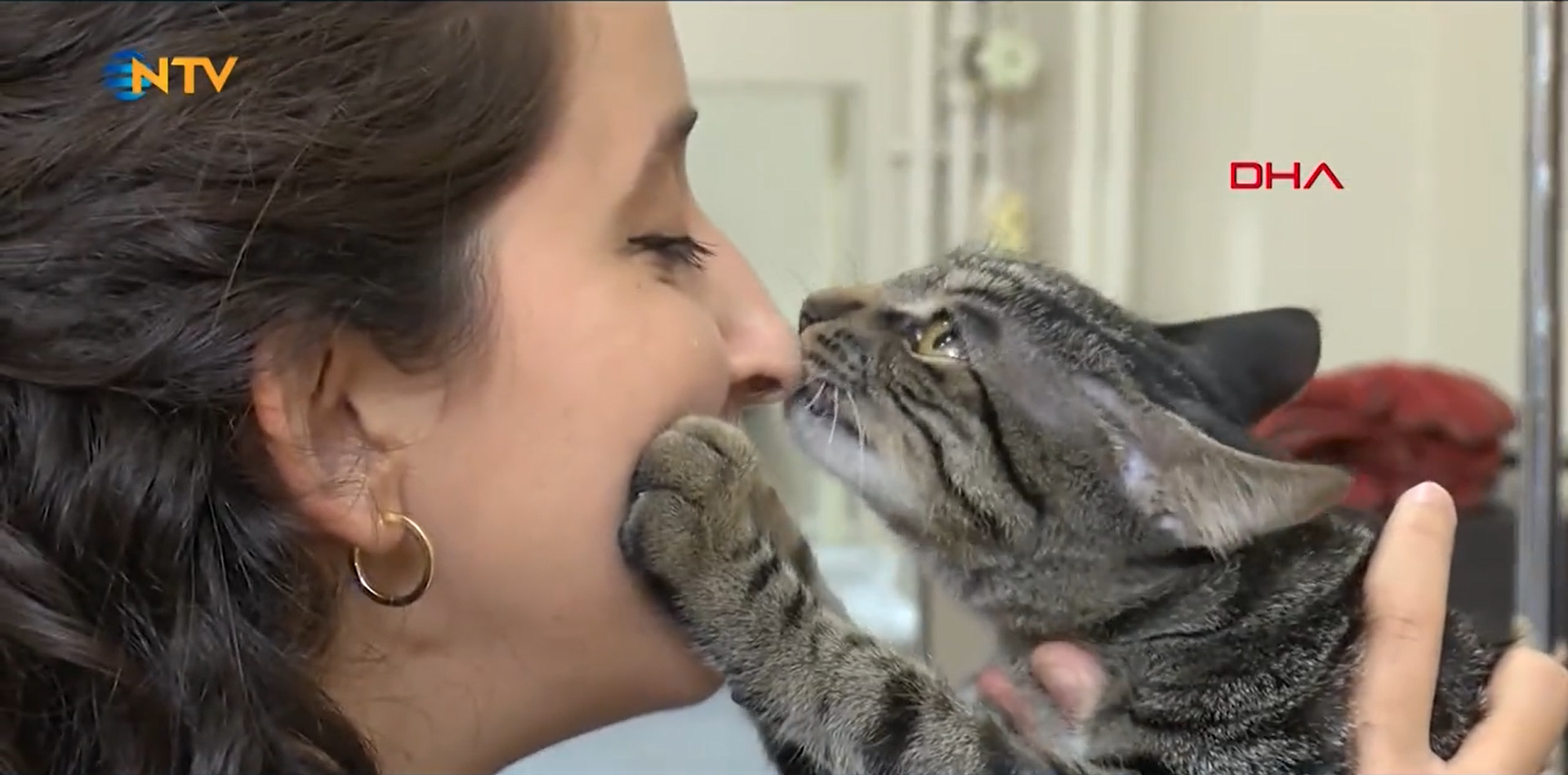 Bursa'da bir kedi kendi kendine hastaneye gidip ameliyat oldu