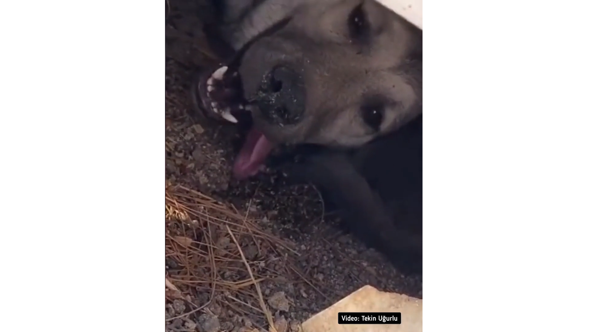 Çanakkale'deki yangından korkan kediyle köpek sarılı hâlde bulundu: Görüntüler yürek dağladı