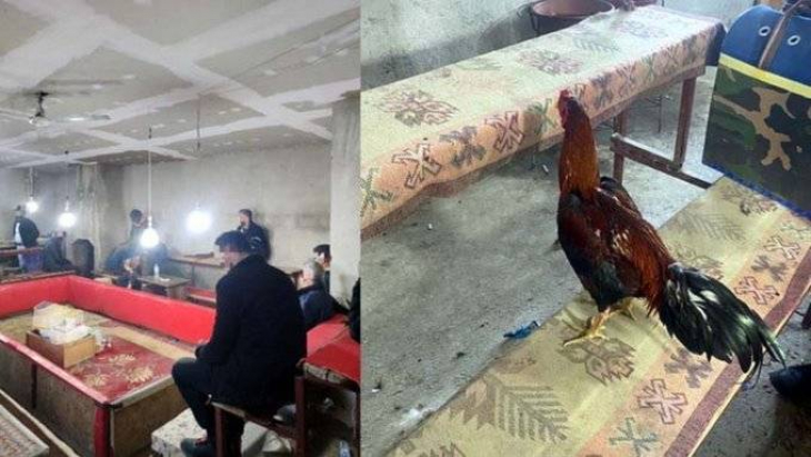 Hayvanları Koruma Derneği’ndeki horoz dövüşüne baskın!