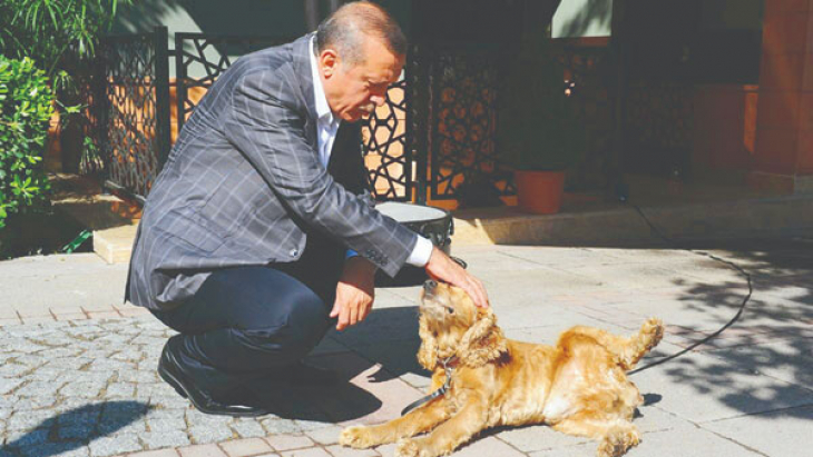 Erdoğan'dan sokak köpekleri için talimat! 81 ilde uygulanacak