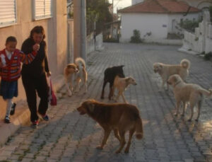 Şanlıurfa’da kuduz tehdidi: İhmaller can alıyor