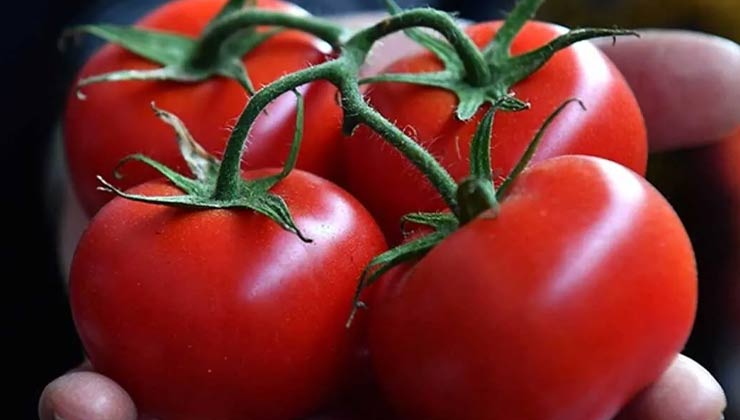 Antalya’da virüslü domates paniği!