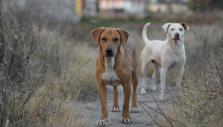 Tarım ve Orman Bakanlığından valiliklere talimat: Sokak köpeklerini toplamayan belediyelere ceza yağacak!